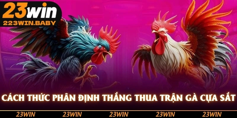 cách thức phân định thắng thua trận gà cựa sắt